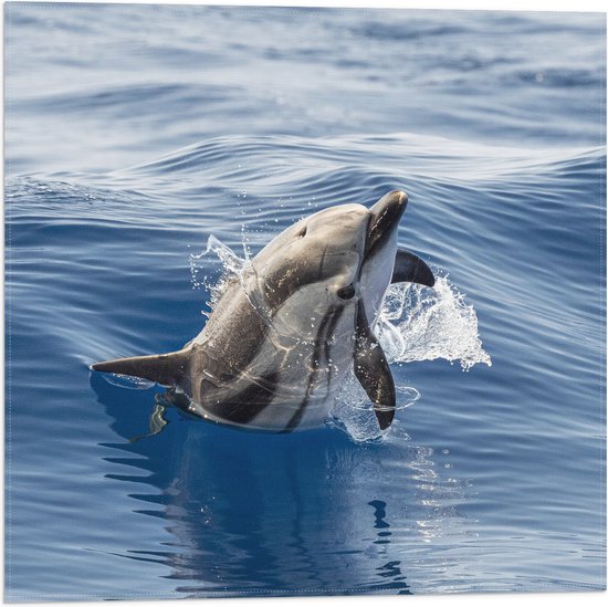 Vlag - Gestreepte Dolfijn Zwemmend aan het Wateroppervlak - 50x50 cm Foto op Polyester Vlag
