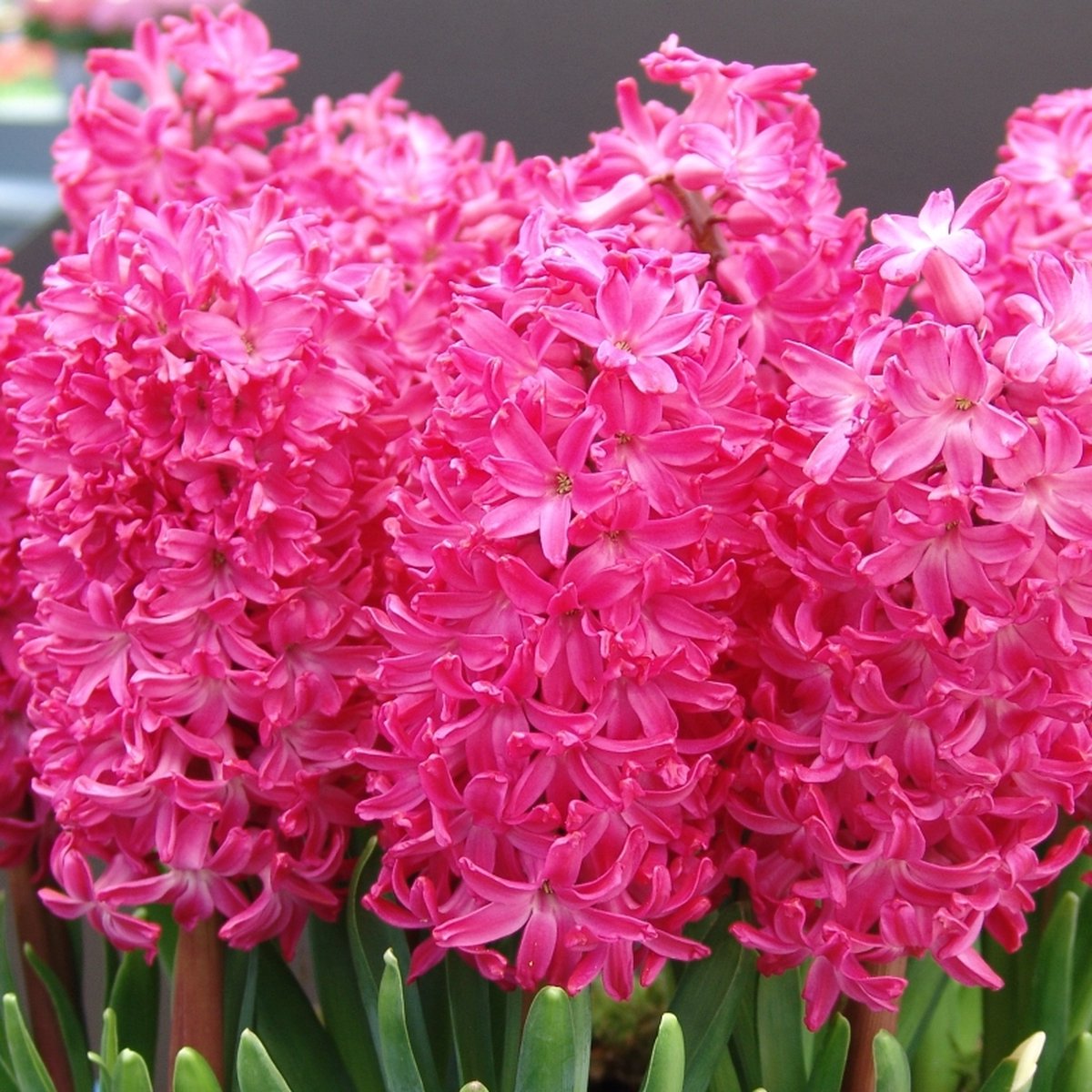 Hyacint Jan Bos | Roze | Rood | Hyacintenbollen | Geschikt voor Pot