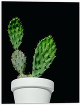Dibond - Cactus - Plant - Bloempot - 60x80 cm Foto op Aluminium (Wanddecoratie van metaal)
