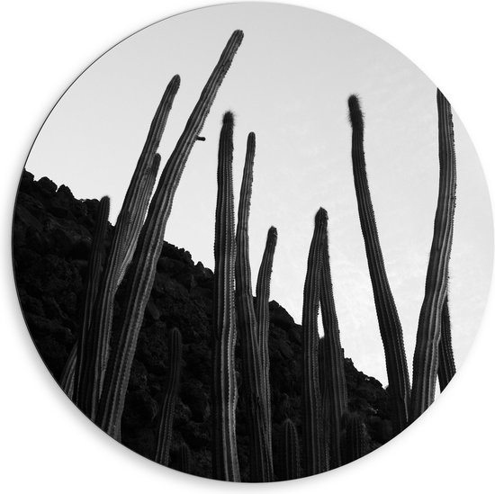 Dibond Muurcirkel - Planten - Cactussen - Zwart - Wit - 80x80 cm Foto op Aluminium Muurcirkel (met ophangsysteem)
