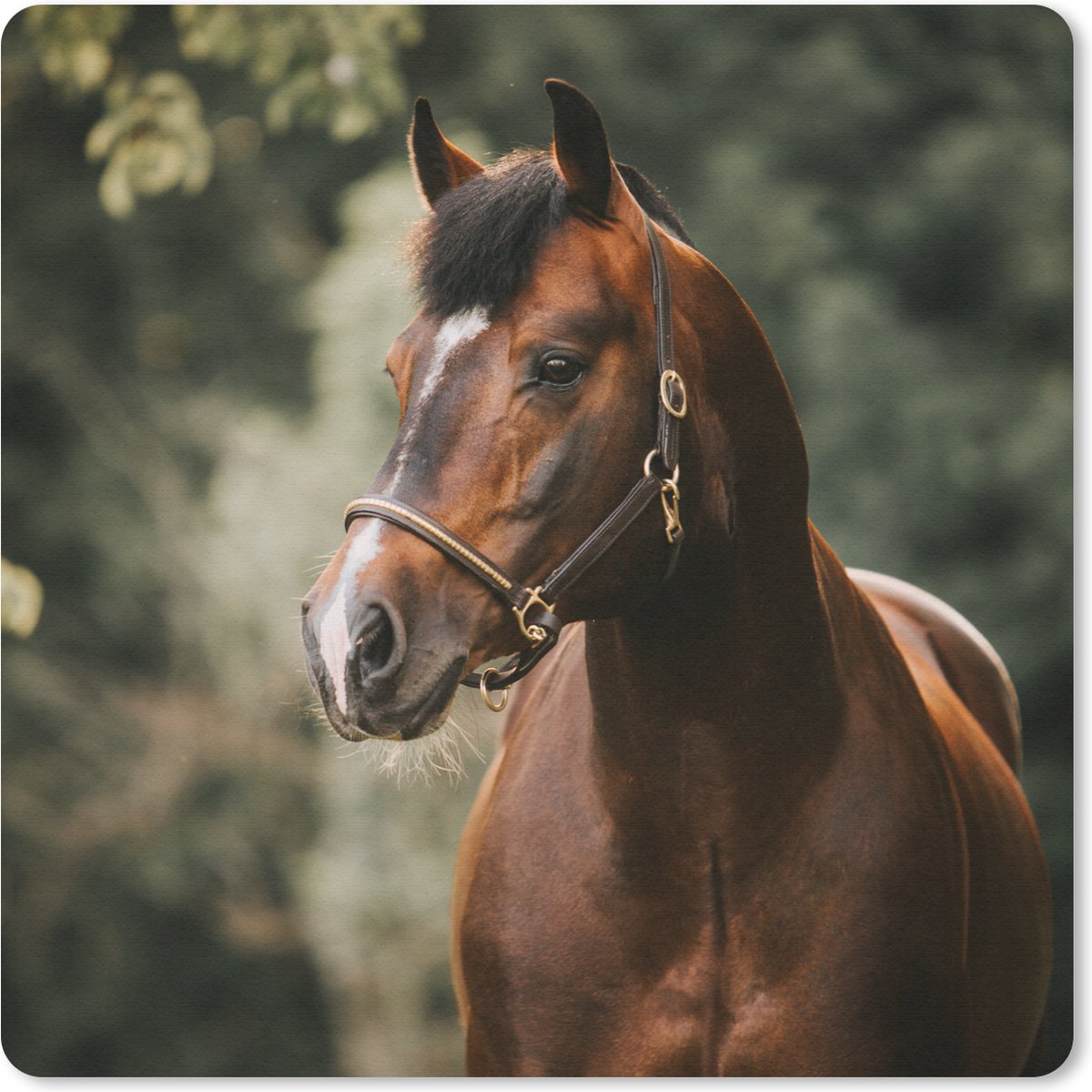 Muismat 20x20 cm - Mousepad Paard - Takken - Portret - Muismatten