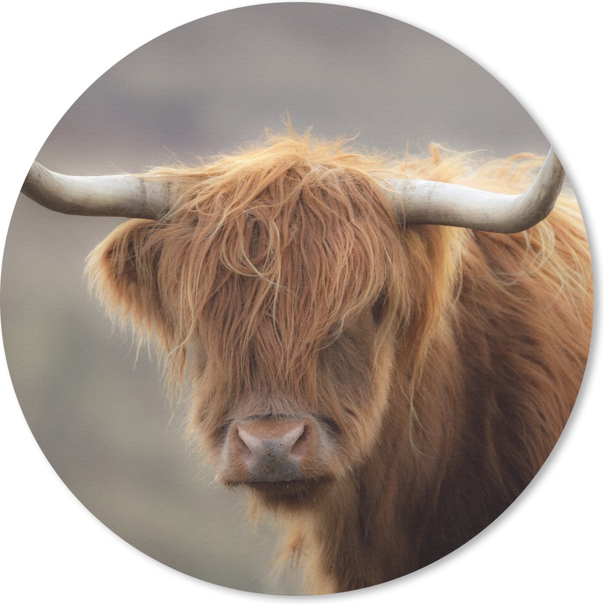 Muismat rond 40x40 cm - Mousepad Schotse hooglander - Licht - Portret - Ronde muismatten