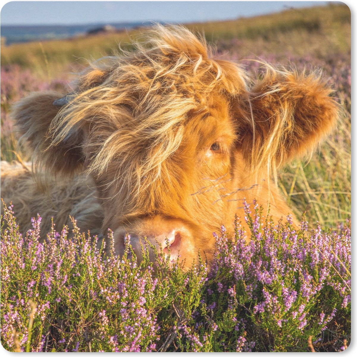 Muismat 30x30 cm - Mousepad Schotse Hooglander - Heide - Gras - Dieren - Muismatten