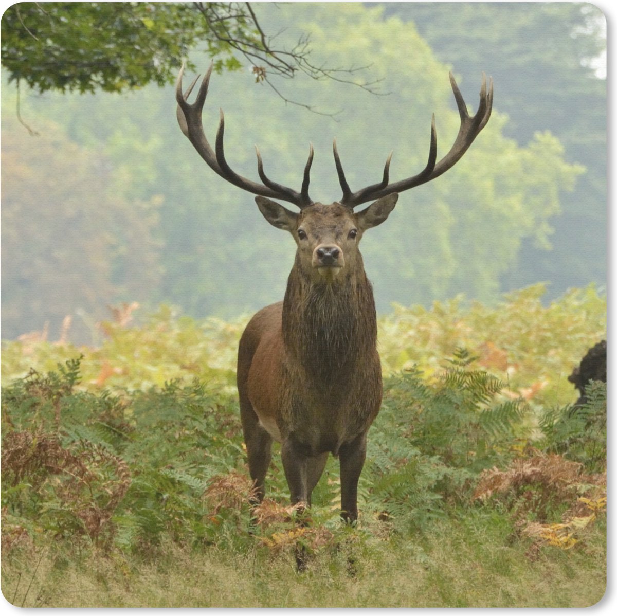 Muismat 20x20 cm - Mousepad Edelhert - Natuur - Groen - Muismatten