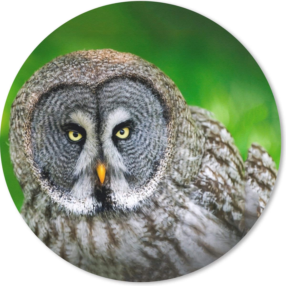 Muismat rond 20x20 cm - Mousepad Vogel - Uil - Dieren - Bruin - Portret - Ronde muismatten
