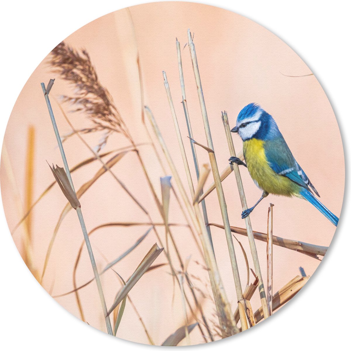 Muismat rond 30x30 cm - Mousepad Vogel - Pimpelmees - Riet - Ronde muismatten