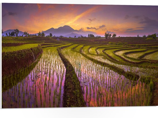 PVC Schuimplaat - Hoogstaand Water op Thaise Rijstvelden tijdens Zonsondergang - 75x50 cm Foto op PVC Schuimplaat (Met Ophangsysteem)