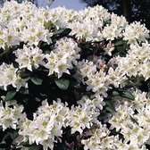 Rhododendron 'Cunninghams White' - 40-50 cm