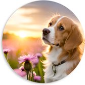 PVC Schuimplaat Muurcirkel - Bruin met Witte Hond in Veld Vol Roze Bloemen met Zonsondergang - 80x80 cm Foto op Muurcirkel (met ophangsysteem)