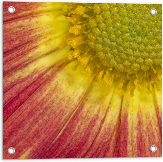 Tuinposter – Close-up van Gele Stamper van Rode Bloem - 50x50 cm Foto op Tuinposter (wanddecoratie voor buiten en binnen)
