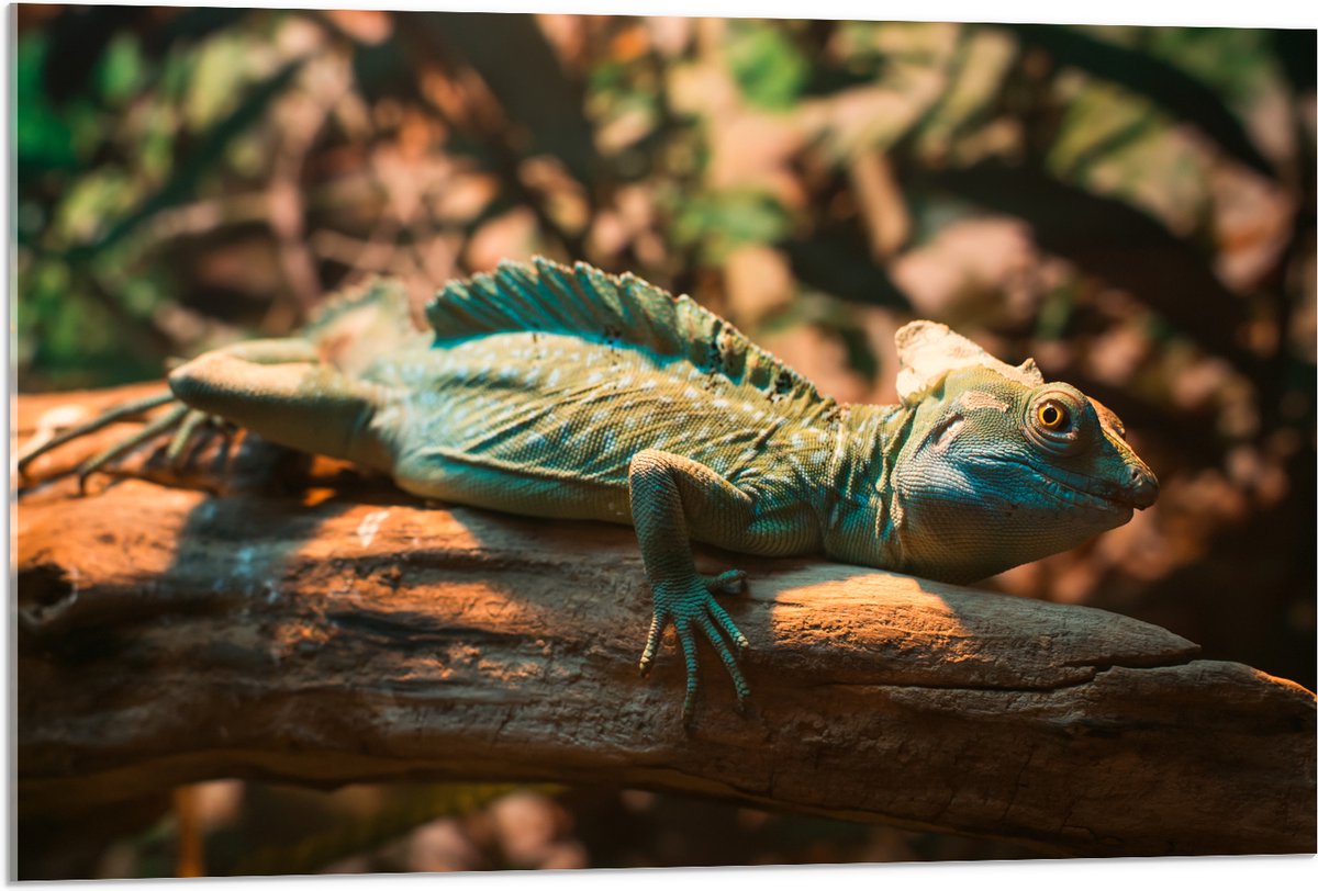 Acrylglas - Blauw-Groene Kameleon Liggend op Houten Boomstam - 90x60 cm Foto op Acrylglas
