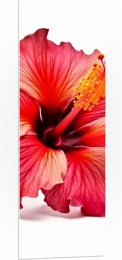 PVC Schuimplaat- Bloeiende Rode Hibiscus Bloem tegen Witte Achtergrond - 40x120 cm Foto op PVC Schuimplaat