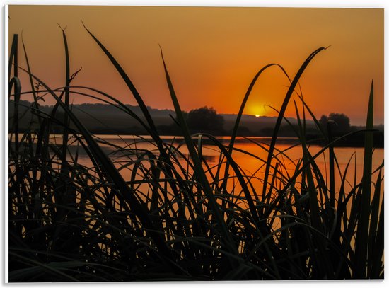 PVC Schuimplaat - Hoge Grassen aan de Rand van het Water tijdens Zonsondergang - 40x30 cm Foto op PVC Schuimplaat (Met Ophangsysteem)