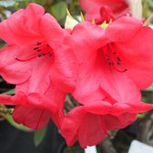 Rhododendron 'Elisabeth' 25-30 cm