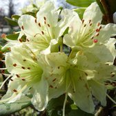 Rhododendron 'Shamrock' 25-30 cm
