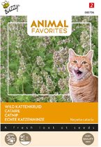 Buzzy Seeds - Animal Favourites - Wild Kattenkruid zaad, (Nepeta cataria) - 080706