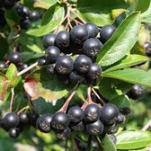 Appelbes - Aronia meloncarpa 'Hugin' - 40-50 cm