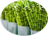 PVC Schuimplaat Ovaal - Planten - Bamboe - Groen - Emmers - 28x21 cm Foto op Ovaal (Met Ophangsysteem)