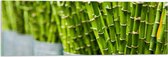 Acrylglas - Planten - Bamboe - Groen - Emmers - 90x30 cm Foto op Acrylglas (Wanddecoratie op Acrylaat)
