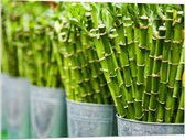 Acrylglas - Planten - Bamboe - Groen - Emmers - 100x75 cm Foto op Acrylglas (Wanddecoratie op Acrylaat)