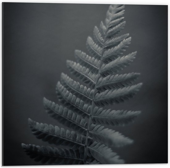 Dibond - Plant - Blad - Varen - Zwart - Wit - 50x50 cm Foto op Aluminium (Wanddecoratie van metaal)