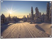 Tuinposter – Sneeuw - Bomen - Bossen - Zon - Wit - 80x60 cm Foto op Tuinposter (wanddecoratie voor buiten en binnen)