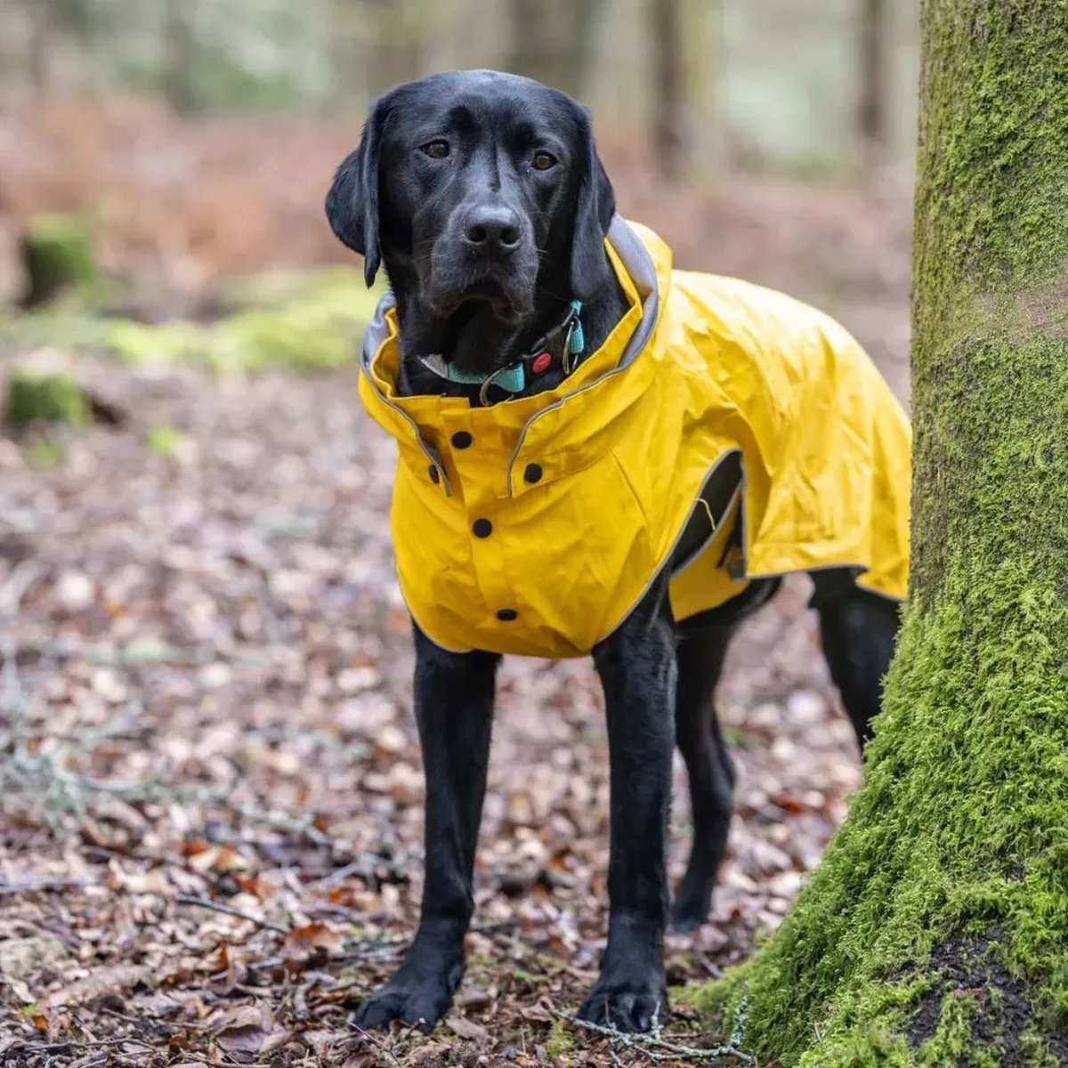 RukkaPets - Trendy Hondenregenjas - Geel - Maat 50