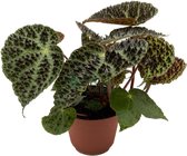 Begonia rex Ferox ↨ 25cm - hoge kwaliteit planten