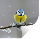 Stickers muraux - Film autocollant - Pimpelmees - Vogel - Branche - Jaune - Blauw - 80x80 cm - Film adhésif - Stickers muraux Chambre d'enfant - Papier peint autocollant - Papier peint autocollant - Film autocollant