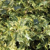 Schijnhulst - Osmanthus heterophyllus 'Goshiki' - 80/+ cm