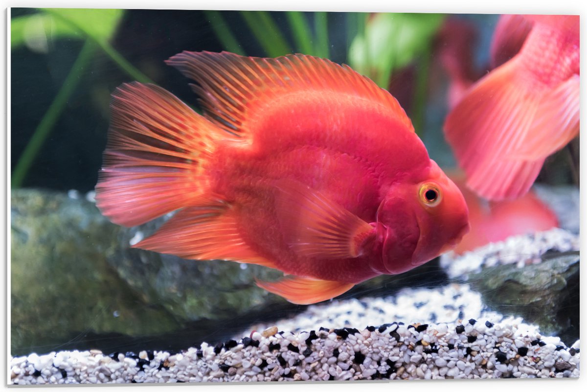 PVC Schuimplaat - Rode Papegaai Cichlide Vis Zwemmend in Aquarium - 60x40 cm Foto op PVC Schuimplaat (Met Ophangsysteem)
