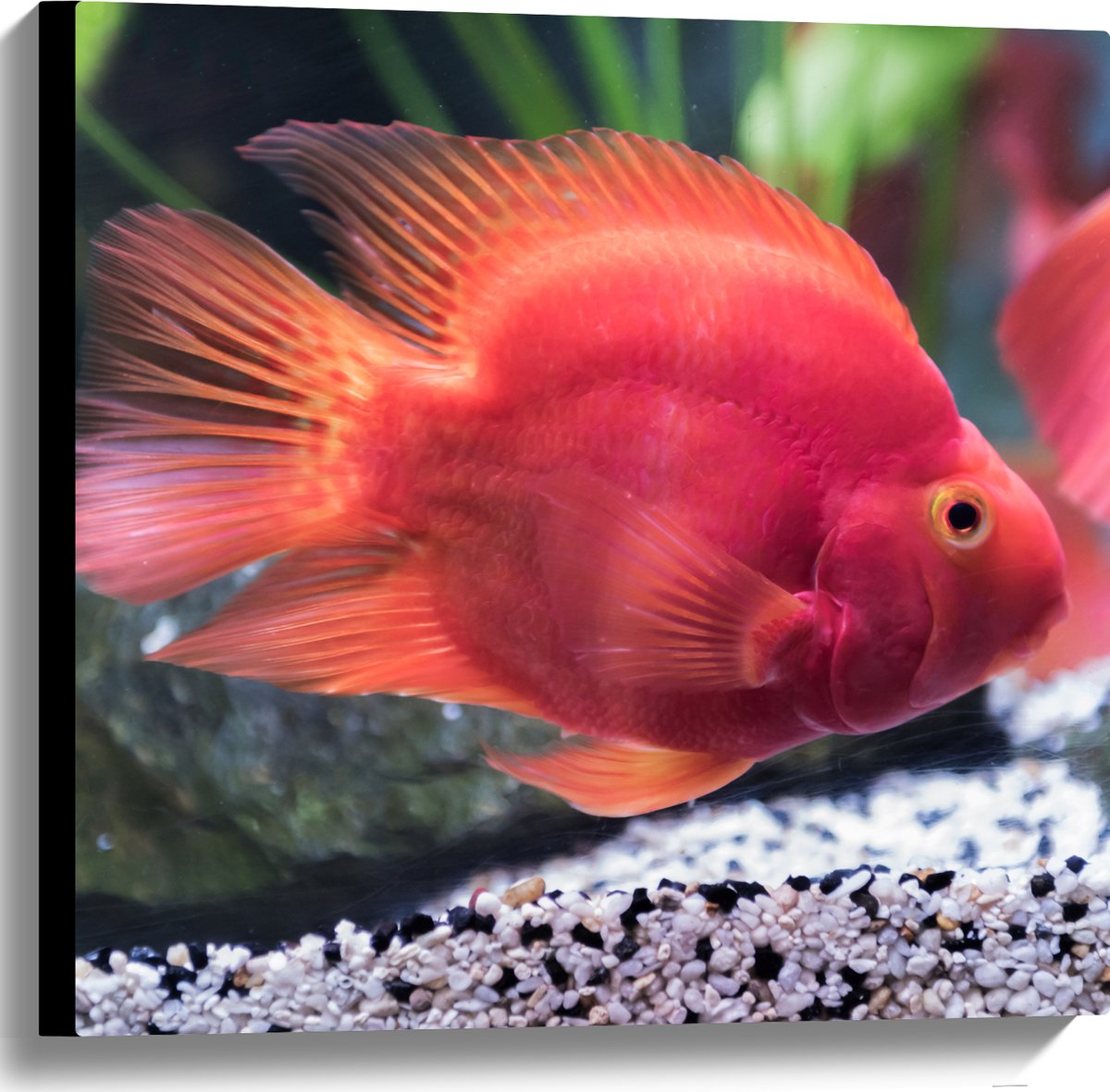 Canvas - Rode Papegaai Cichlide Vis Zwemmend in Aquarium - 60x60 cm Foto op Canvas Schilderij (Wanddecoratie op Canvas)