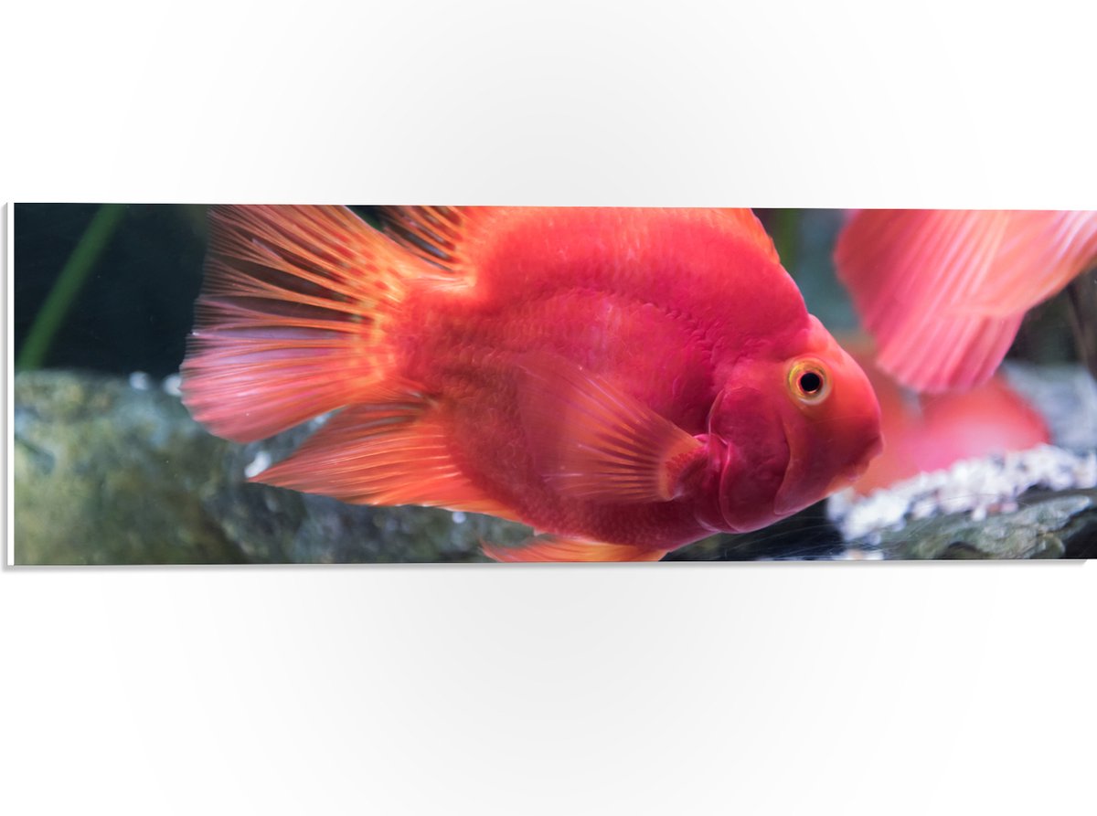 PVC Schuimplaat - Rode Papegaai Cichlide Vis Zwemmend in Aquarium - 60x20 cm Foto op PVC Schuimplaat (Met Ophangsysteem)