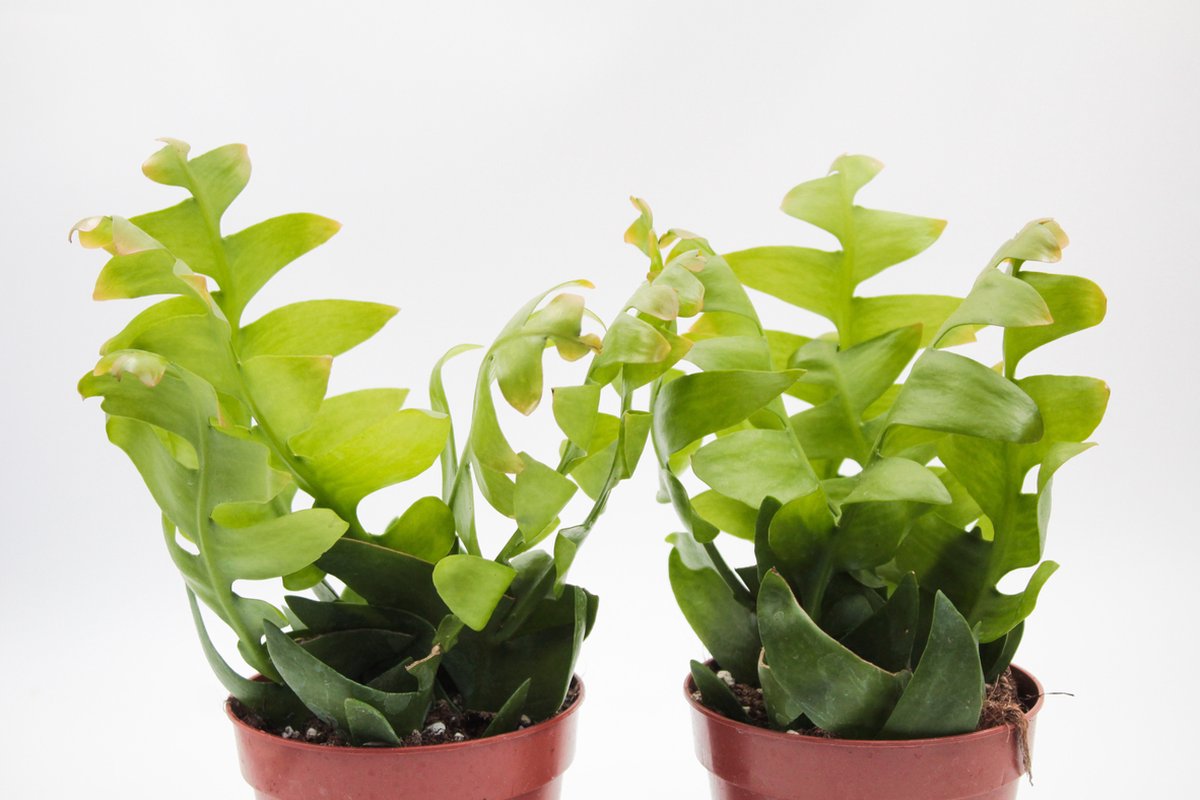 Ikhebeencactus | Epiphyllum Chrysocardium | Hanplant | Zigzagcactus | 2 stuks | Ø 12 cm | 25 cm