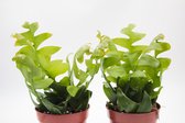 Ikhebeencactus | Epiphyllum Chrysocardium | Hanplant | Zigzagcactus | 2 stuks | Ø 12 cm |  25 cm