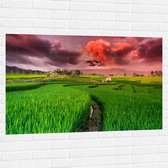 Muursticker - Roze Wolkenveld boven Bloeiende Rijstvelden - 120x80 cm Foto op Muursticker