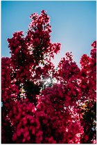 Poster (Mat) - Bomen - Bloemen - Bloesem - Zon - 70x105 cm Foto op Posterpapier met een Matte look