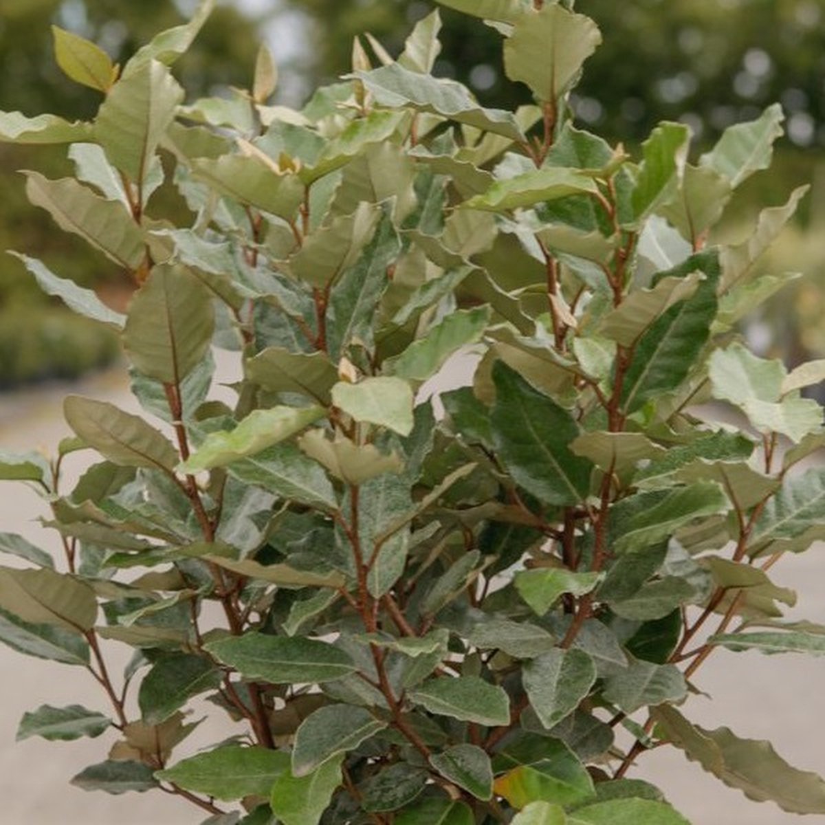 Olijfwilg - Elaeagnus ebbingei 'Compacta' - 80/+ cm