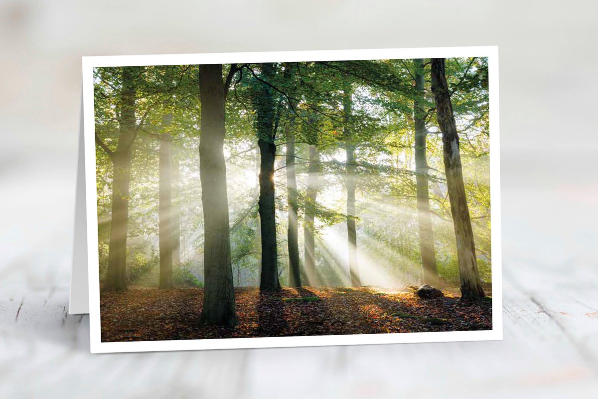 Wenskaart Utrechtse Heuvelrug - set van 3 stuks - Zonneharpen in het beukenbos - natuur - gevouwen kaart - 17,5 x 12,5 cm - incl. envelop