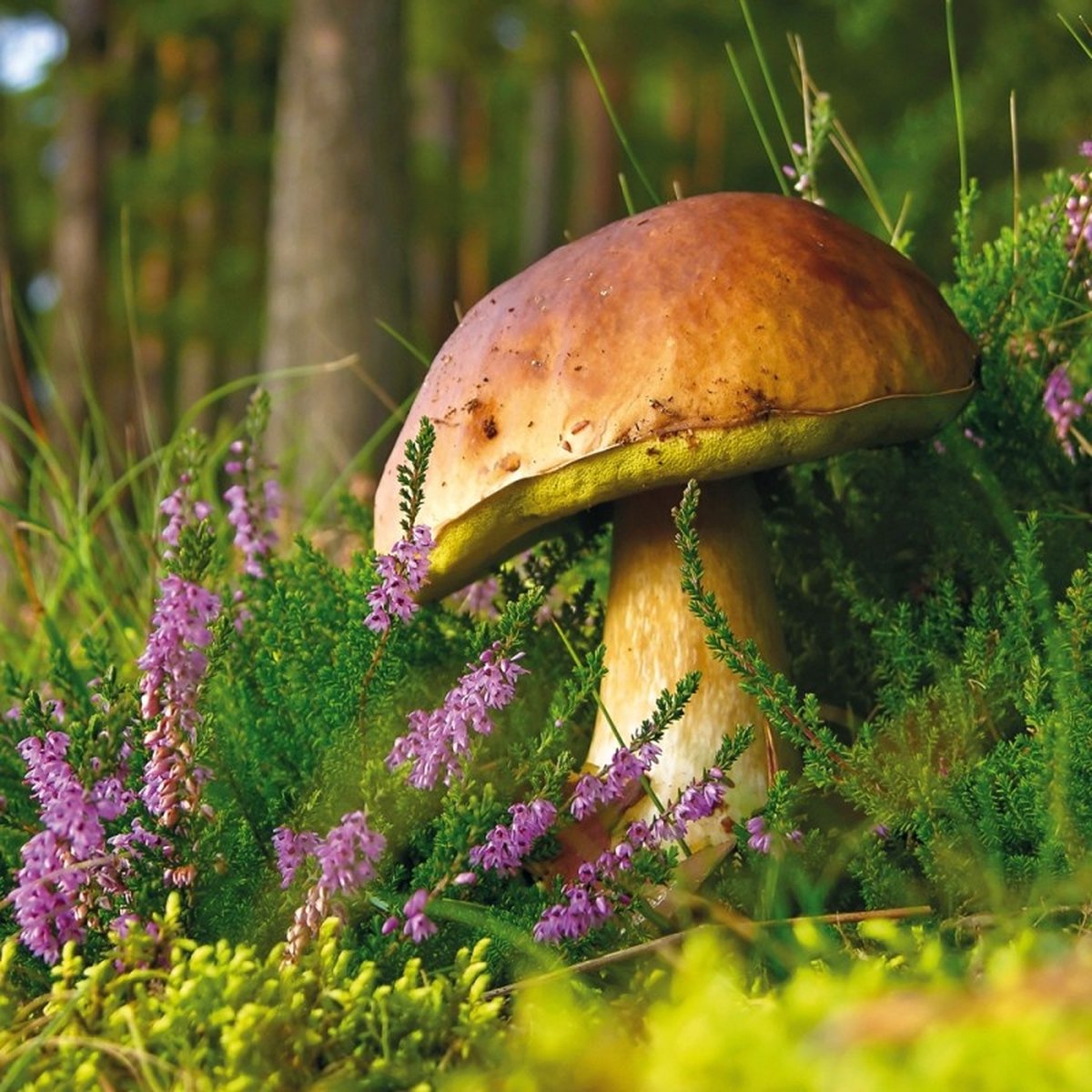 1pc Le Plus Grand Champignon Du Monde 2024 Calendrier - Temu Belgium