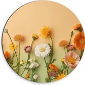 Dibond Muurcirkel - Oranje met Witte Bloemen op Oranje Achtergrond - 30x30 cm Foto op Aluminium Muurcirkel (met ophangsysteem)