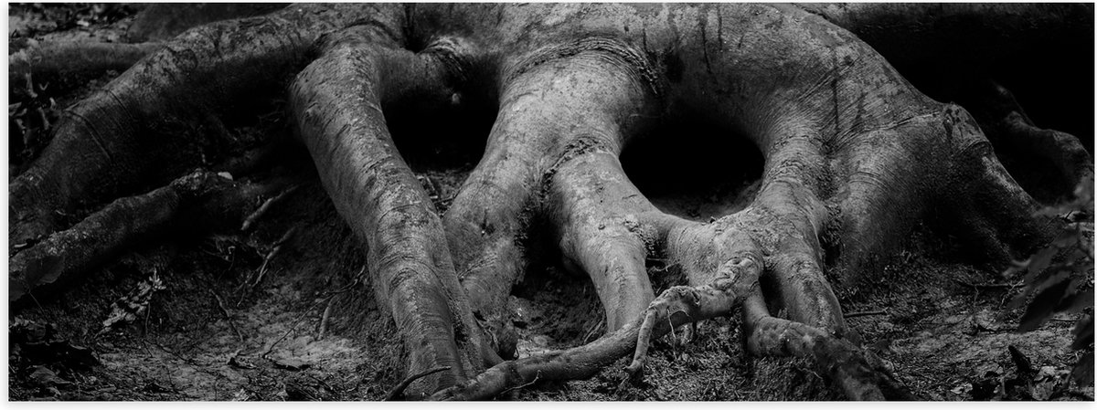 Poster (Mat) - Boom - Boomstam - Boomstronk - Hout - Zwart - Wit - 60x20 cm Foto op Poster