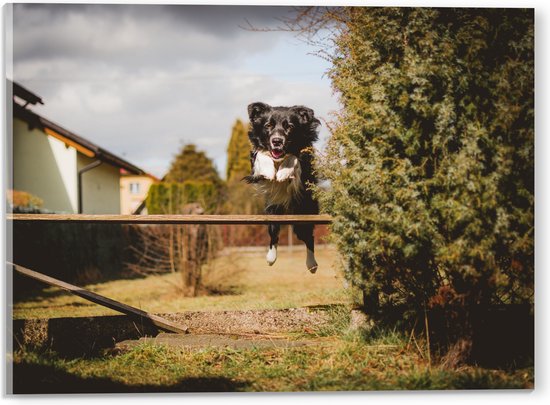 Acrylglas - Dieren - Hond - Tuin - Planten - Springen - 40x30 cm Foto op Acrylglas (Met Ophangsysteem)