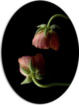 PVC Schuimplaat Ovaal - Bloemen - Roze - Bladeren - Natuur - 51x68 cm Foto op Ovaal (Met Ophangsysteem)