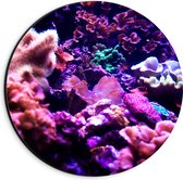 Dibond Muurcirkel - Koraal - Onderwaterleven - Dier - Zee - Oceaan - Kleuren - 20x20 cm Foto op Aluminium Muurcirkel (met ophangsysteem)