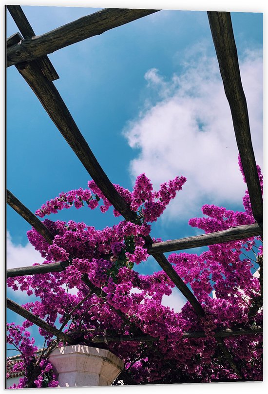 Dibond - Bloemen - Planten - Bloesem - Hout - Steen - Paars - 60x90 cm Foto op Aluminium (Wanddecoratie van metaal)