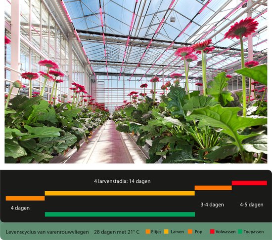 aaltjes-tegen-rouwvliegjes-10m2-steinernema-feltiae-biologische