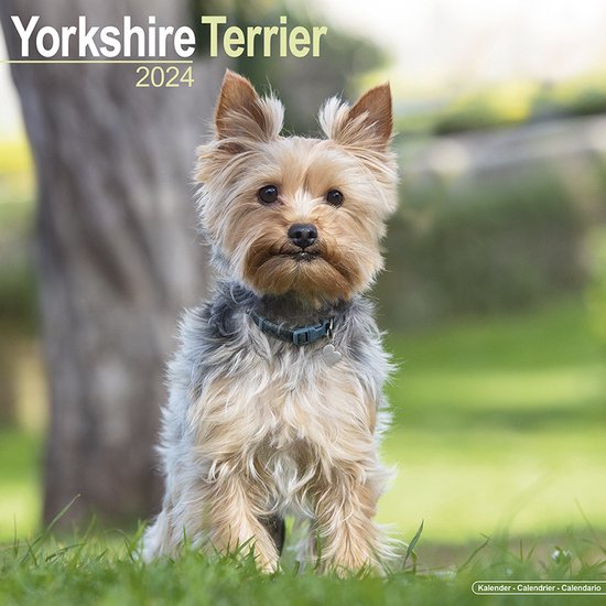 Yorkshire Terrier Kalender 2024 bol