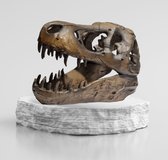 GreatGift® - T-Rex Schedel - Fossiel - Jurrasic World - Dinosaurus Schedel - Cadeau voor hem - Cadeau voor kinderen - Zeer uniek