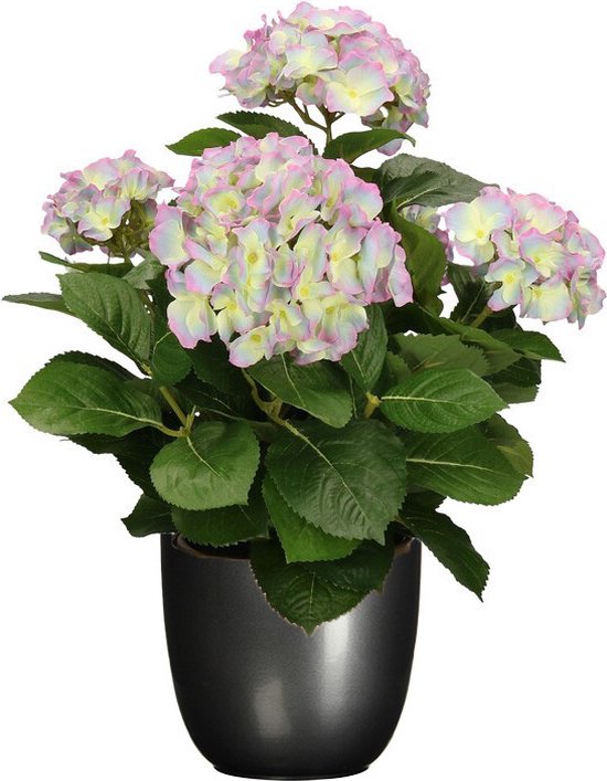 Kunsthortensia met paarse en lichtgroene bloemen in een donkergrijze glanzende pot.